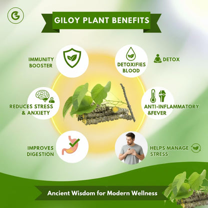 HERBAL GILOY PATCHES | DETOX & METABOLISM BOOST